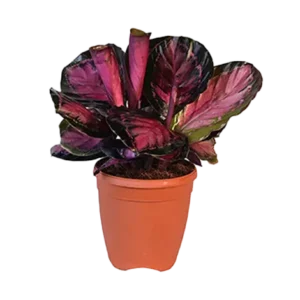 Calathea Rosey Roseo Picta