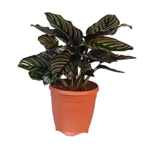 Calathea Sanderena