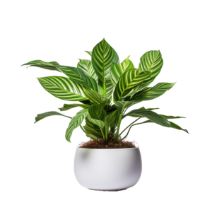 Calathea