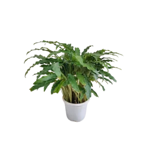 Calathea Green (Roundy lope)