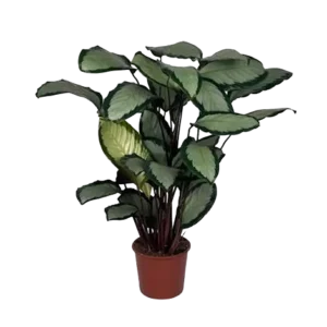 Calathea Jungle Rose