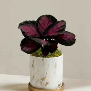 Calathea Red Mojo