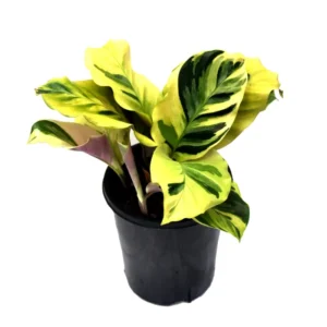 Calathea Thai Beauty