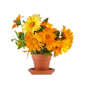 Calendula