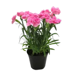 Carnation