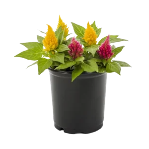 Celosia