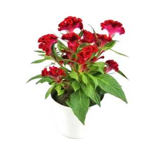 Celosia New
