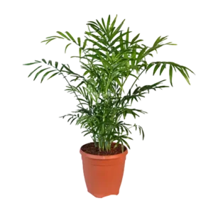 Chamaedorea Palm