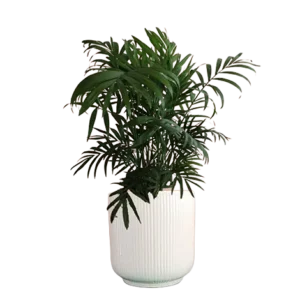 Chamaedorea Palm Bush