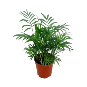 Chamaedorea Palm (Three In One)
