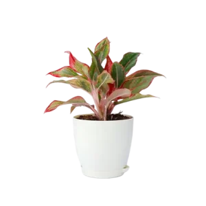 Chapha Aptusa (Red, Pink)
