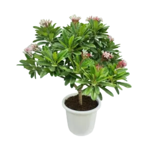 Chapha Singapuri
