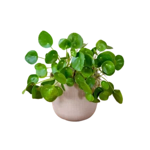 Chinese Money Plant