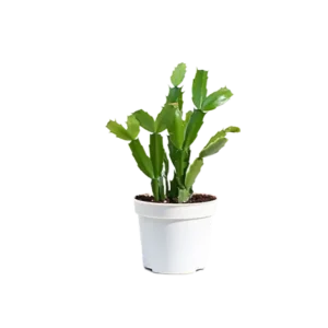 Christmas Cactus