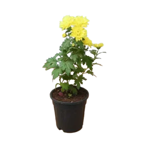 Chrysanthemum (Shevanti)