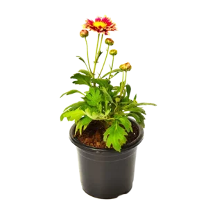 Chrysanthemum (Shevanti) Fire Ball