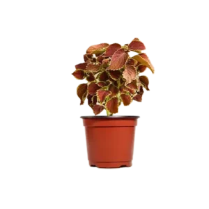 Coleus