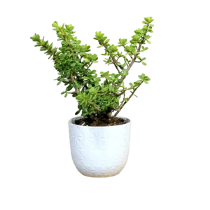 Crassula