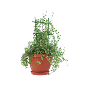 Sedum New