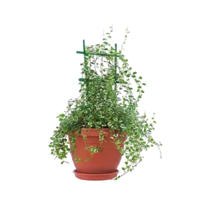 Creeping Fig (Sedum New)