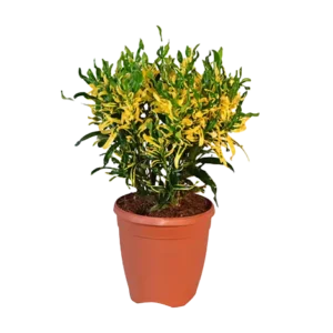 Croton Curly