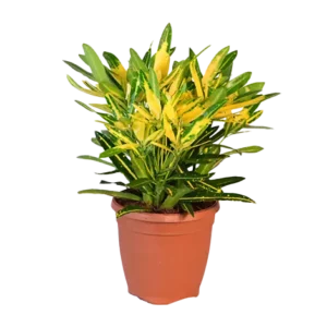 Croton Laxmi