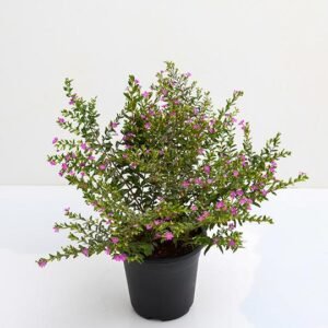 Cuphea (Pink, Purple)