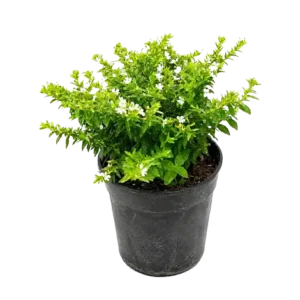 Cuphea (White)