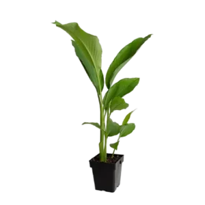 Curcuma Aromatica