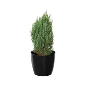 Cypress Golden