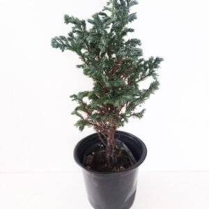 Cypress Silver Pine