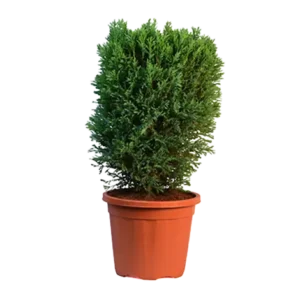 Cypress Green