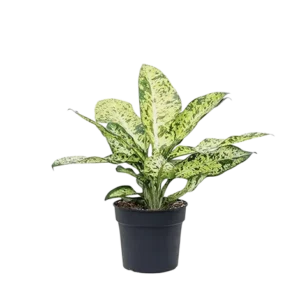 Dieffenbachia Banana