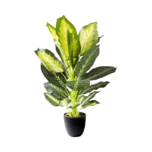 Dieffenbachia Gold