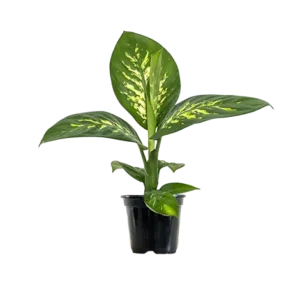 Dieffenbachia New Ettna