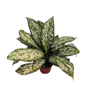 Dieffenbachia New White