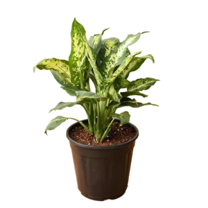 Dieffenbachia Silver