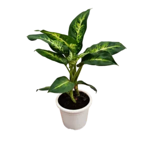 Dieffenbachia Sublime