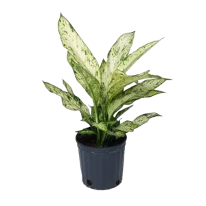 Dieffenbachia Vesuvius