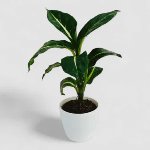 Dieffenbachia White Flame