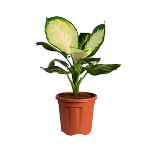 Dieffenbachia Camille