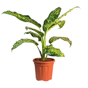 Dieffenbachia Cheetah
