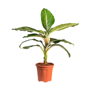 Dieffenbachia Greenline