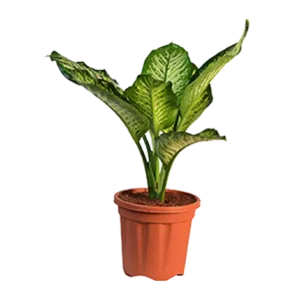 Dieffenbachia Tropic Snow (Regular)