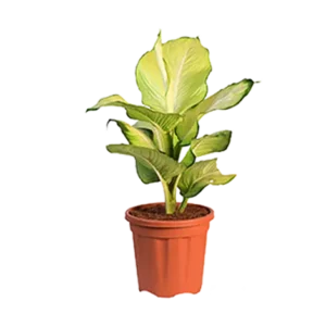 Dieffenbachia Perfecta