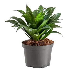 Dracaena Compacta