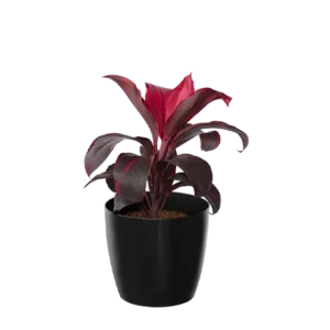 Dracaena Dwarf Pink