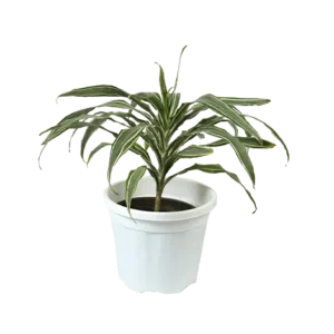 Dracaena Dwarf White