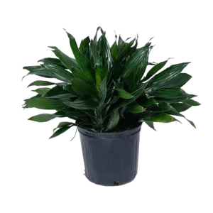 Dracaena Green