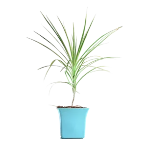Dracaena Green (Coloroma)